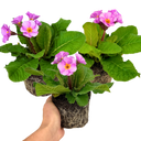 Polyanthus Stella Pink Champagne Plants (Set of 3 or 6)
