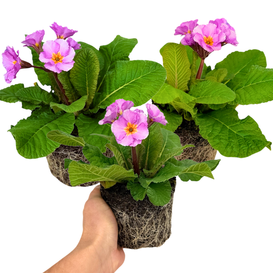 Polyanthus 'Stella Pink Champagne' – Hardy Winter and Spring Bedding (Set of 3 or 6)