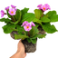 Set of 3 or 6 Large Plants - Polyanthus Stella Pink Champagne, Outdoor Garden Ready, 1L