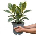 Ficus Tineke Variegated Rubber Plants