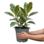 1 Ficus Tineke Variegated Rubber Plant, Statement Indoor Houseplant, 21cm Root Ball