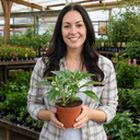 Sweet Pepper Plants
