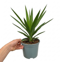 Yucca Elephantipes Spineless Yucca Plants