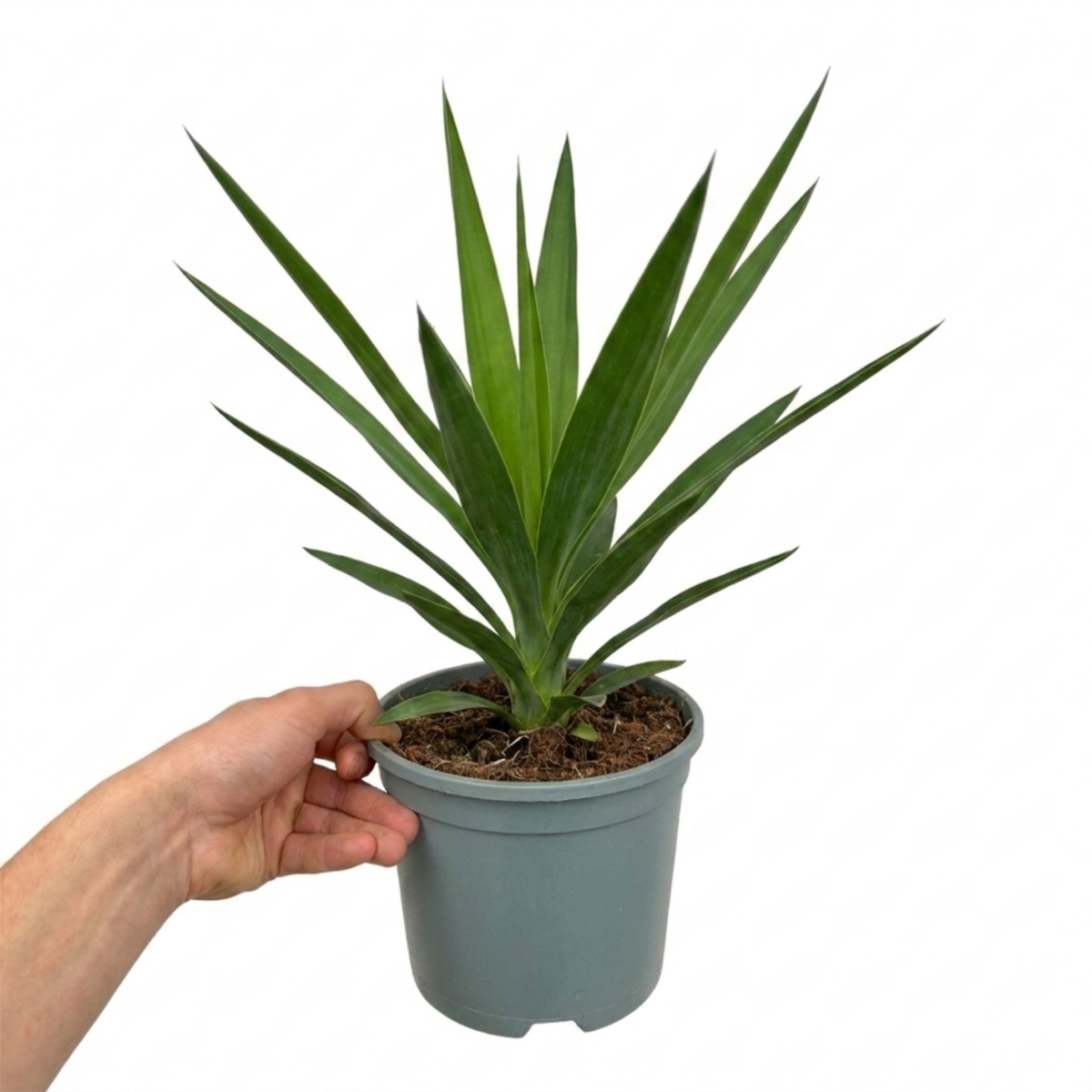 Yucca elephantipes (Spineless Yucca) – Architectural Houseplant (3L Pot)