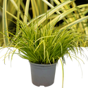 Acorus gramineus ‘Ogon’ Plant