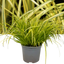 1 Large Plant – Acorus gramineus ‘Ogon’, Ready to Plant in Your Garden