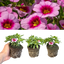 Set of 3 or 6 Large Plants - Calibrachoa Cabaret Early Light Pink Eye, Outdoor Garden Ready