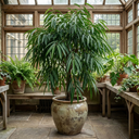 Ficus Binnendijks Narrow Leaf Fig Plant