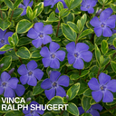 Vinca ‘Ralph Shugert’ Plant