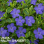 1 Large Plant – Vinca ‘Ralph Shugert’, Ready to Plant in Your Garden