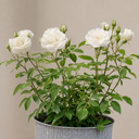 3Ltr Patio Rose Plant, White Rose Bush, Nursery Pots