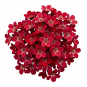 Saxifrage Ice Colours Red Plants (Set of 3 or 6)