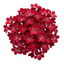 Set of 3 or 6 Saxifrage Ice Colours Red Plants, Hardy Alpine Perennial Rockery Ground Cover, Outdoor Garden Ready, 1 Litre Root-Ball