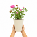 3Ltr Pink Patio Rose Bush, Outdoor Garden Ready, Pots