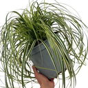 Carex Feather Falls Plant (5L Pot)