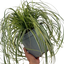 1 Large Plant - Carex Feather Falls, Ready to Plant in Your Garden, 5L Pot