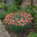 Cottage Pink Dianthus Sugar Coral Plant (5L Pot)