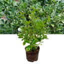 Euonymus Bravo Plant (2L Pot)