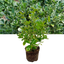 1 Large Plant - Euonymus Bravo, Ready to Plant in Your Garden, 2L Pot