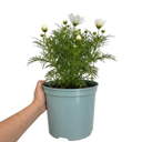 Cosmos Apollo White Plant (5L Pot)
