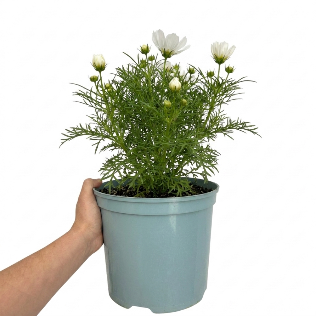 Cosmos 'Apollo White' – Summer Bedding (5L Pot)