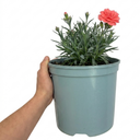Cottage Pink Dianthus Sugar Coral Plant (5L Pot)