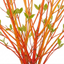 1 Cornus Midwinter Fire Shrub, Red Stem Dogwood Plant for Winter Interest, 3 Litre Root Ball