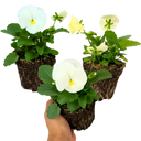 Pansy Delta Pro Clear White Plants (Set of 3 or 6)