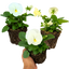Set of 3 or 6 Large Plants - Pansy Delta Pro Clear White, Ready to Plant in Your Garden