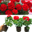 Set of 3 or 6 Large Plants - Geranium Toscana Mylena, Ready to Plant in Your Garden