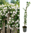 Jasminum officinale Plant (2L Pot)