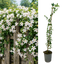 1 Live Outdoor Garden Ready Common Jasmine Plant - Jasminum officinale, 2L Pot