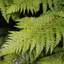 1 Large Plant - Soft Shield Fern Polystichum Setiferum & Herrenhausen, 2L Pot