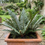 3 Large Plants - Braun's Holly Fern Polystichum Braunii, Outdoor Garden Ready