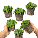 Petunia Dekko Blue Plants (Set of 3 or 6)