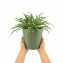 3 Litre Hosta Silly Strings Plants in Nursery Pots