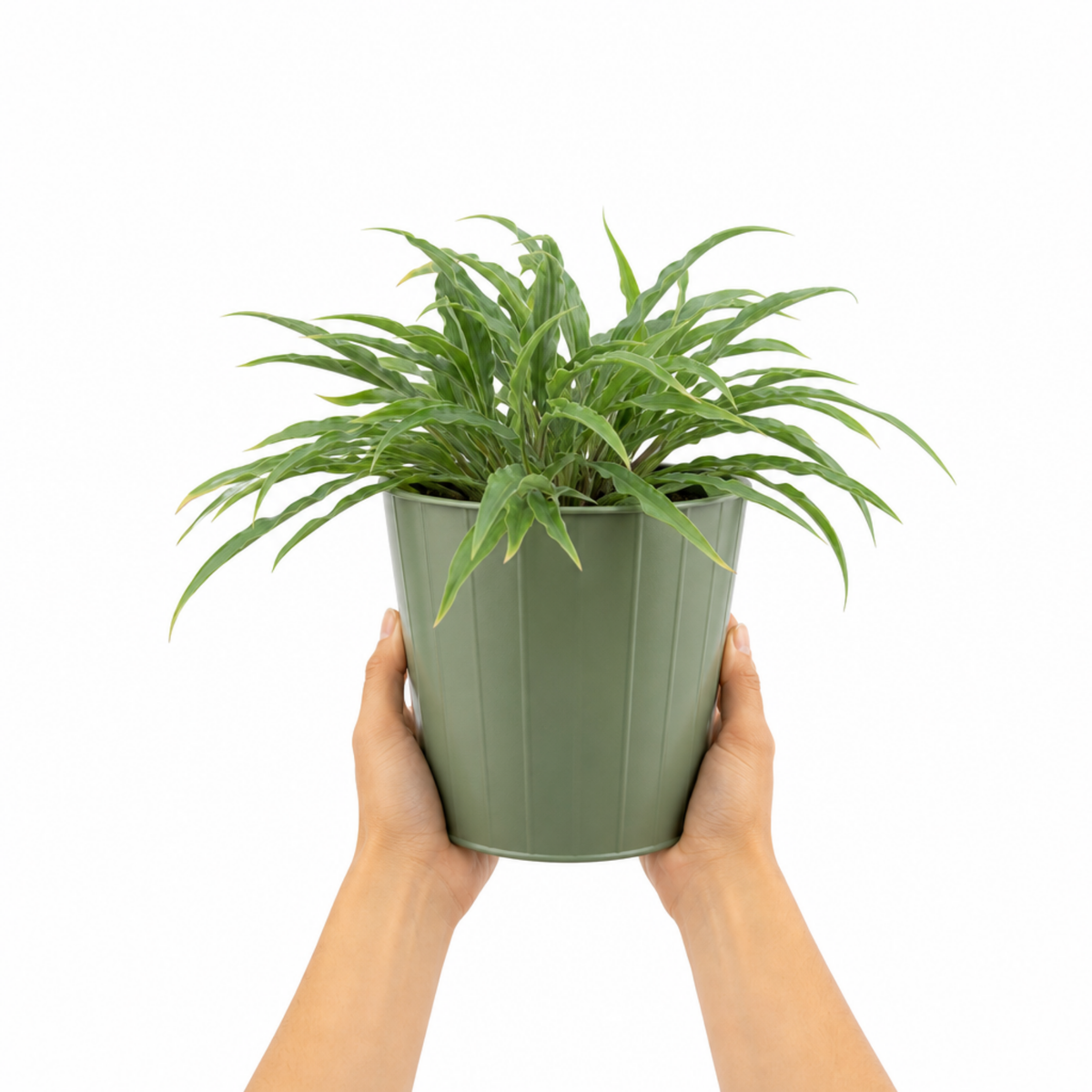 Hosta 'Silly Strings' (Plantain Lily) – Hardy Shade Perennial (3L Pot)
