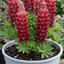 1 Lupin Legendary Red Shades Plant, Hardy Perennial, Garden Ready, 3 Litre Root-Ball
