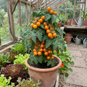 Premium Grafted Stargold Cherry Tomato Plants (Set of 3 or 6)
