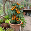 Set of 3 or 6 Premium Grafted Stargold Cherry Tomato Plants, Sweet Golden Fruit, Outdoor Garden Ready, 1L Root Ball