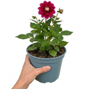 Dahlia Maggiore Deep Rose Plants