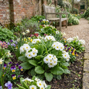 Primula Little Queen White Plants (Set of 3 or 6)