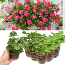 Geranium Sunflair Linda Pink Plants (Set of 3 or 6)