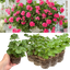 Set of 3 or 6 Large Plants - Geranium Sunflair Linda Pink, Ready to Plant in Your Garden