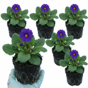 Primula Little Queen Violet Plants (Set of 3 or 6)