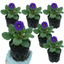 Set of 3 or 6 Primula Little Queen Violet Hardy Perennial Plants, Bee Friendly Spring Flowering, Outdoor Garden Ready, 1 Litre Root-Ball