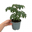 Tomato Totem Plants