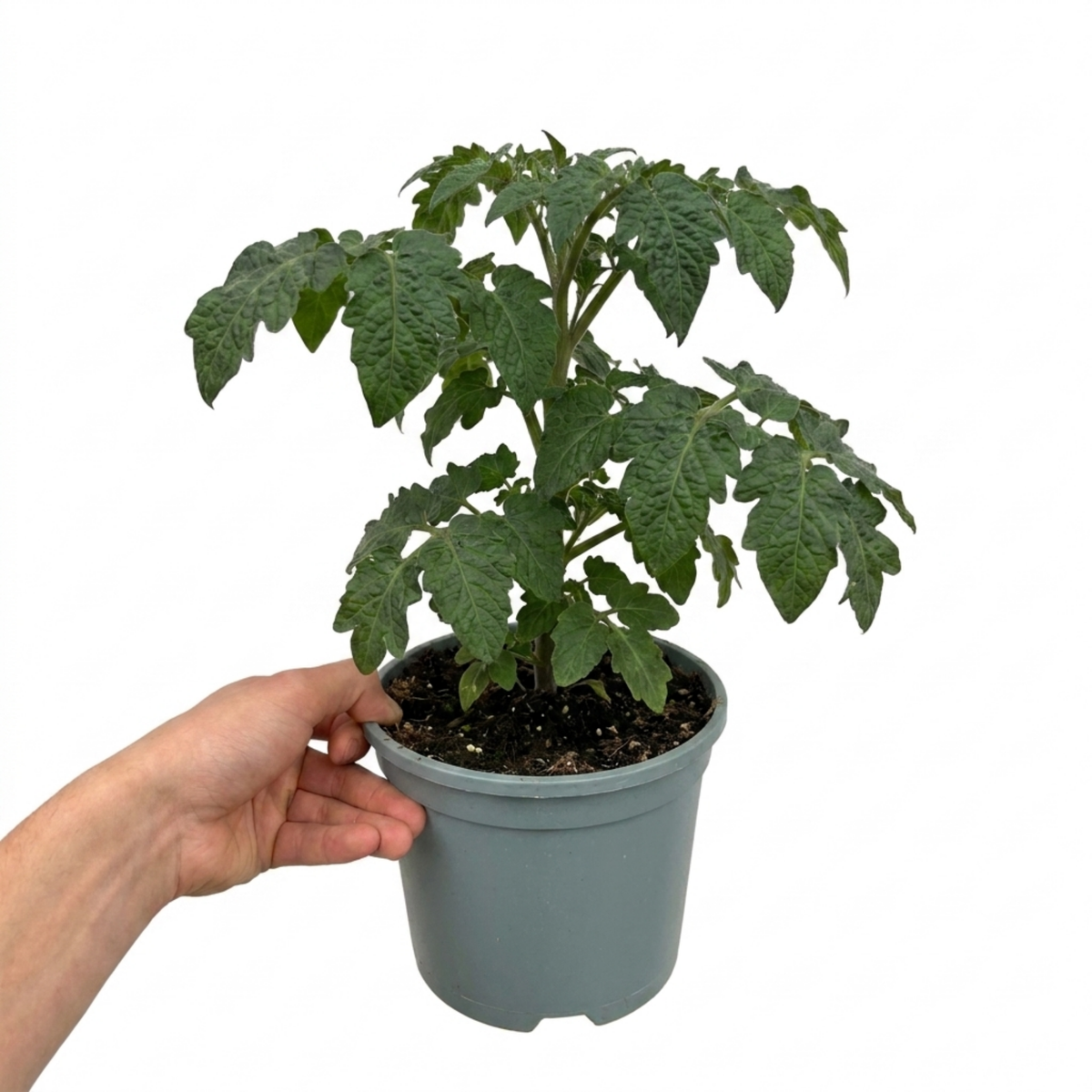 Tomato 'Totem' – Dwarf Patio Bush Tomato (2L Pot)