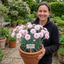 1 Cottage Pinks Dianthus Candy Floss Plant, Summer Flowering Perennial, 17cm Root Ball