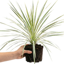 Cordyline Lime Passion Plant
